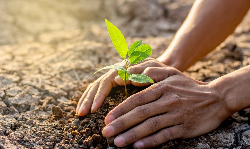 a person's hands planting a small plant