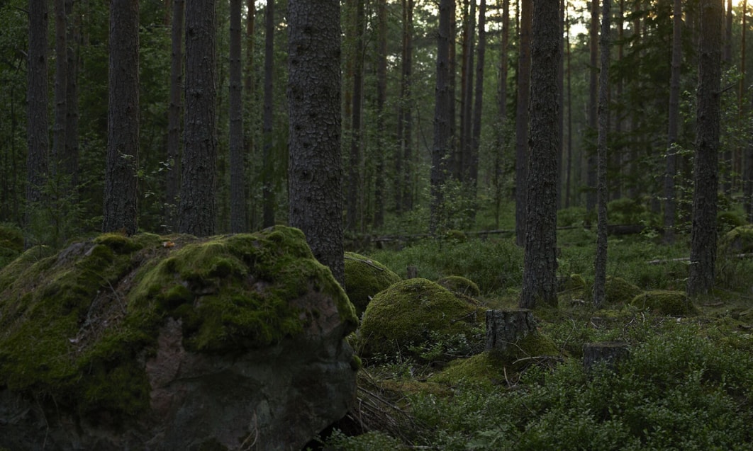 a forest with trees and rocks