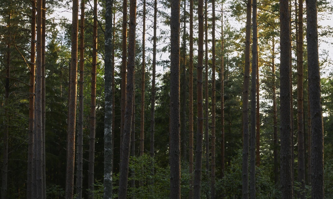 a group of tall trees